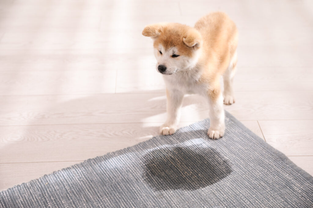 Why Regular Stain Treatments Matter